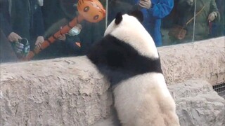 Siang hari saya tertarik dengan balon-balon di tangan anak-anak dan mengadakan pertemuan [Panda Raks