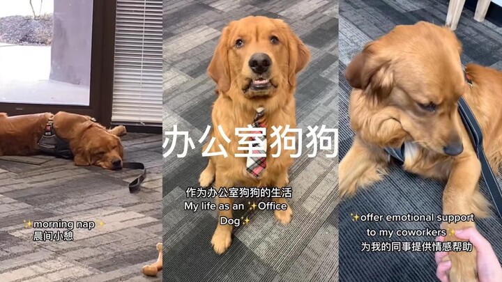 The life of a little golden retriever as an office dog