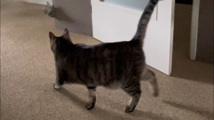 Khi mèo thật chạm trán mèo giả......