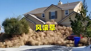 Tumbleweeds have invaded the United States and are becoming a disaster, causing great hatred among l