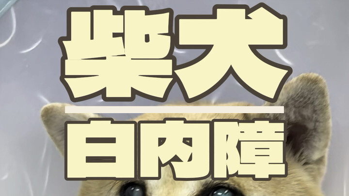 A dog with over-mature cataracts would be completely blind, and spending the rest of his life in dar