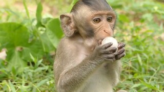 Adorable Baby Monkey Very Hungry Inside Angkor Wat Temple, Help Feeding Fruit To Baby Lost Mom