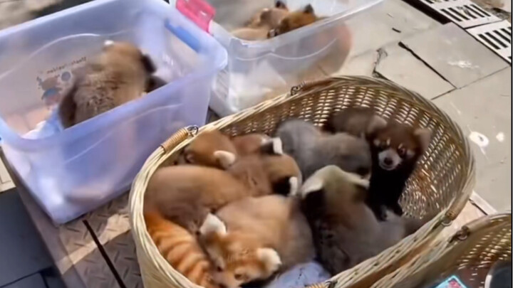 A whole truckload of adorable red panda cubs—soft, cuddly, and sweet!