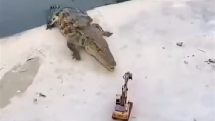 Buaya: Dasar si brengsek!