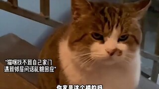 Kittens can heal everything