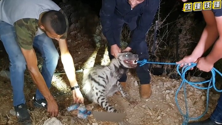 You always have to pay for your misdeeds. That arrogant hyena ended up being pinned to the ground an