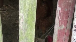 On March 15, Du Mingya was forced to go to the countryside and quarreled with the geese.