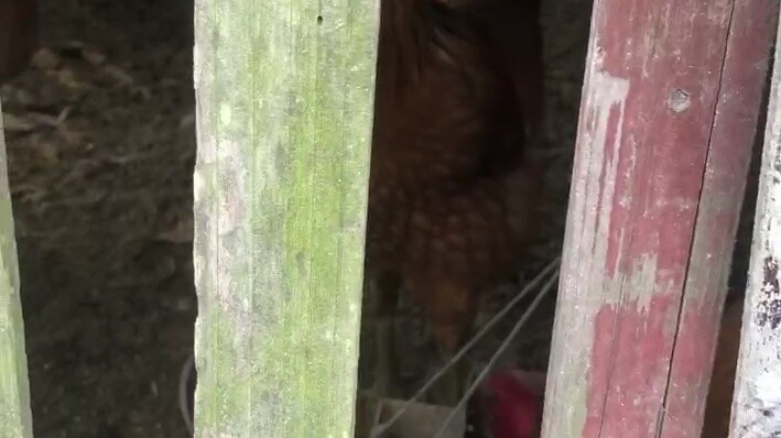 Ngày 15 tháng 3, Đỗ Minh Á bị ép phải ra nông thôn cãi nhau với đàn ngỗng.