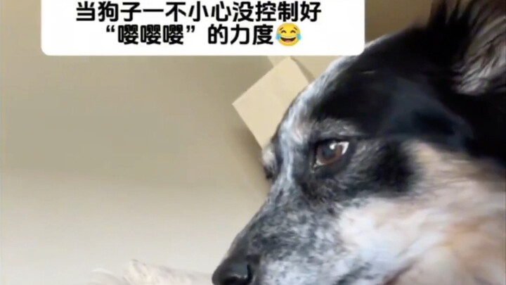 Anak anjing yang tidak bisa mengendalikan tenaganya saat manja