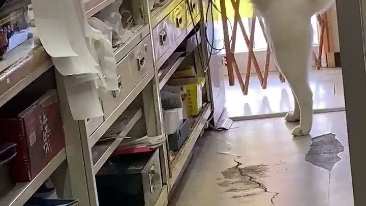 This standing pose is so dedicated—just another hardworking office worker today～