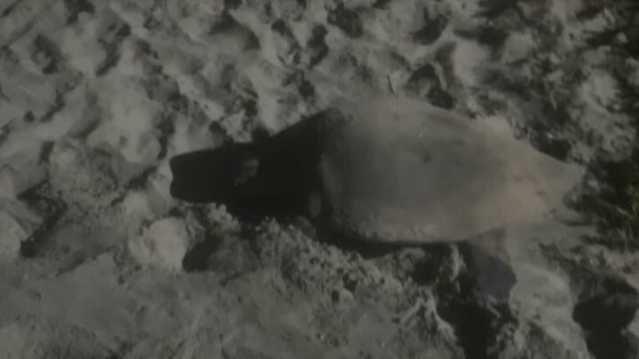 A turtle coming to lay eggs 🥚