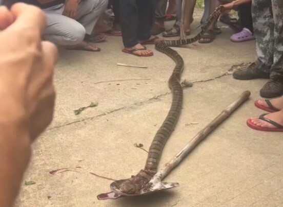 Hari ini si Raja Mata ini menghebohkan Hainan 😂