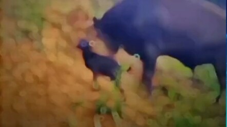 Cow: My boss is calling you—can’t you hear?