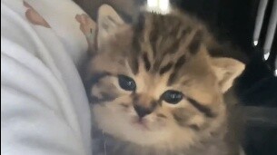 Cub: Even if you kill my dad, you can’t kill me~