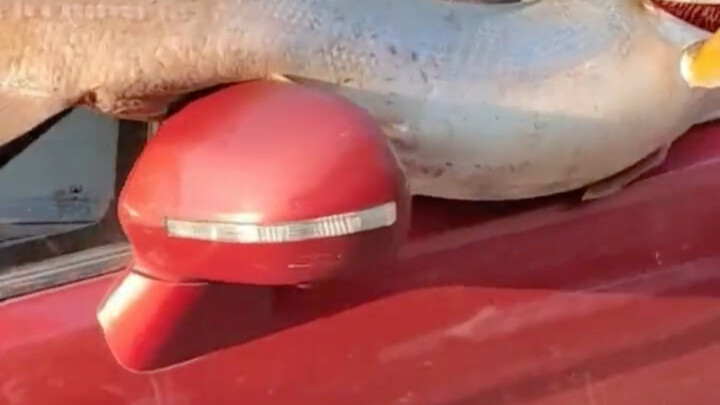 Pria menggantung ikan besar hasil pancingannya di mobil sambil pamer ke mana-mana