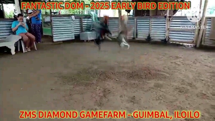 Fantastic Dom for Stag Derby 2025 Early Bird Edition - WPC and PAGBA banded Stags