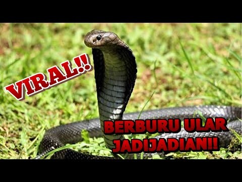 MENJEBAK SILUMAN ULAR YANG MASUK KERUMAH