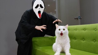 Cats vs Ghostface 2