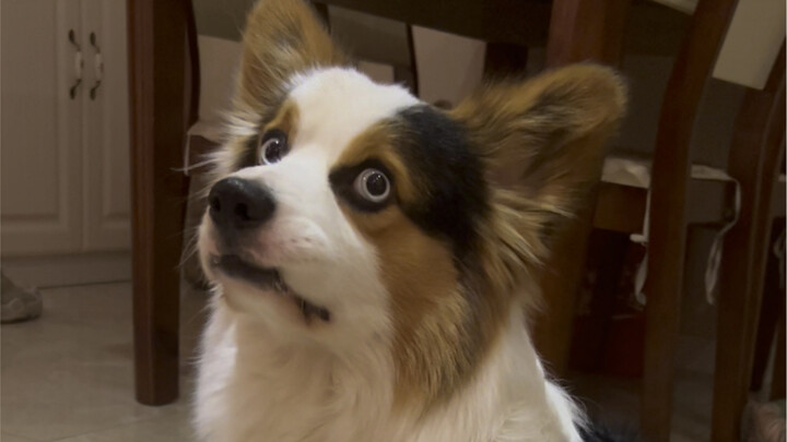 หมา: ยังไงเธอก็เป็นหมาที่สุดเลยนะ