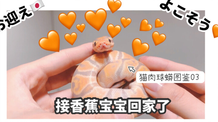 Unboxing the new member, a baby ball python! A rare female banana snake～