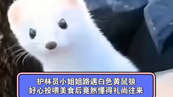 พี่สาวเจ้าหน้าที่ป่าไม้เจอตัววีเซิลสีขาวกลางทาง หลังใจดีให้อาหารอร่อยแล้วมันกลับรู้จักตอบแทนคุณ!