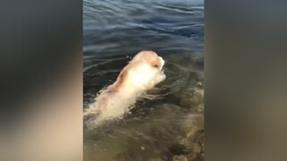 Hè rồi đi bơi thôi Gấu Mập ơiii ❤️ pet cho cute thucung alaskadog swim Summer muahe xuhuong
