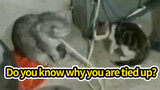 Mèo: Một Chưởng Này Của Con Chỉ Dùng Hai Phần Công Lực Thôi