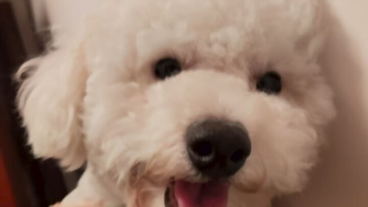 اضغط لتكتشف كيف تُقبِّل الأم الجرو!