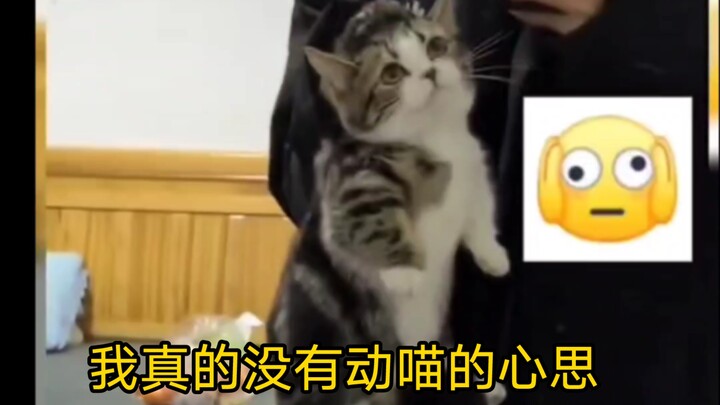 Don’t take my canned food. Mama-chan