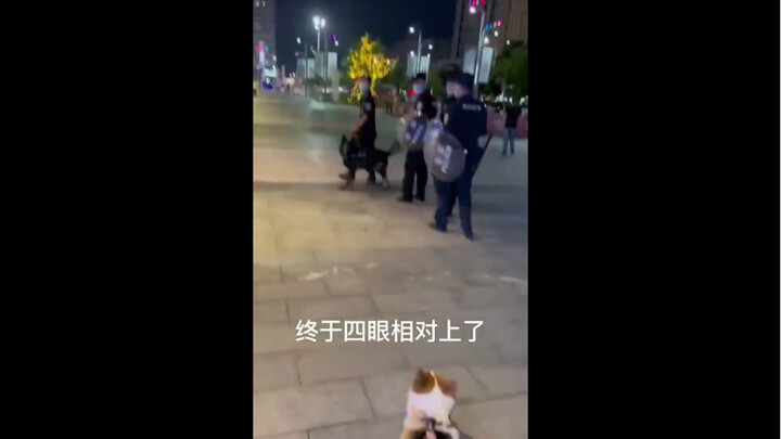 พอเห็นตำรวจหมา ซิ่วกาวก็กลายเป็นแฟนตัวยงทันที!