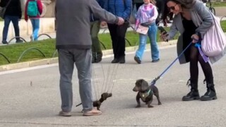 The dog actually believed it