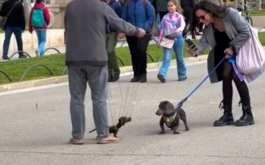 Chó con thật sự tin rồi