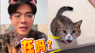 Cat language online dating! Kitty, call me if you need anything!