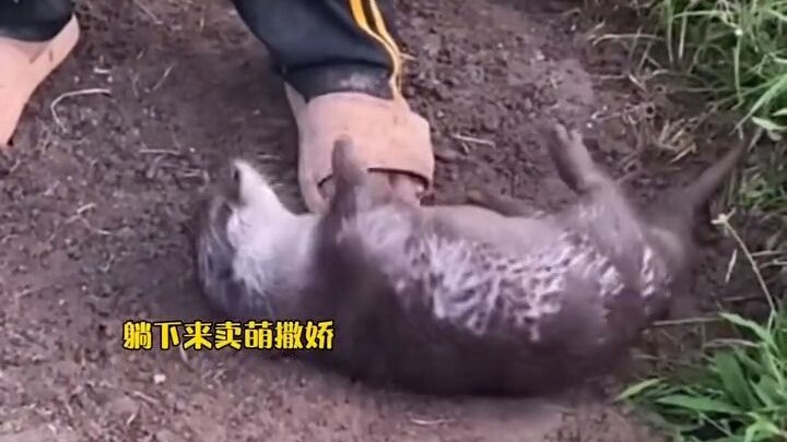 Grandma helped a little otter, and afterward the otter came every day to lend a hand.