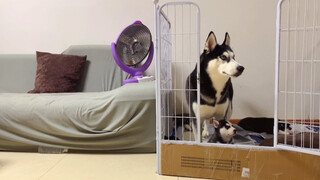Animal|One Day of Huskie