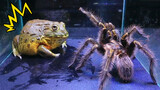 African Bullfrog VS Lycosa tarantula (Round 1)