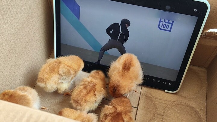 Biar para anak ayam melihat karena kamu terlalu cantik
