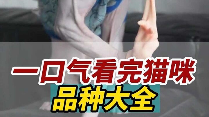 دليل شامل لأنواع القطط، تعرف أي منها هو قطك الحالم!