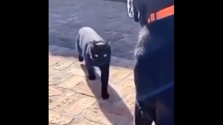 𝚖𝚊𝚏𝚒𝚊 𝚔𝚊𝚛𝚝𝚎𝚕 𝚠𝚑𝚒𝚜𝚔𝚊𝚜 𝚒𝚕𝚎𝚐𝚊𝚕