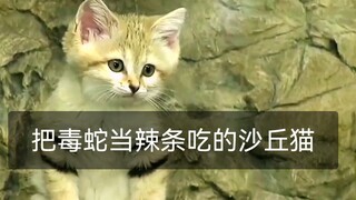 Be the sweetest cat and eat the most poisonous snake
