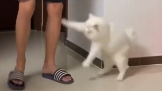 Cats Are Naturally Hitmen LOL
