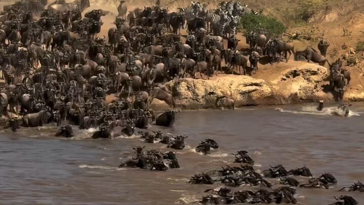 Witness The Great Wildbeests Migration🔥