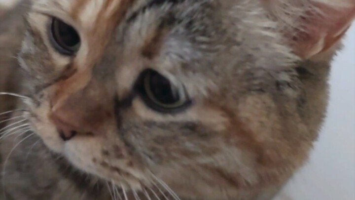 I lost my kitty's trust...