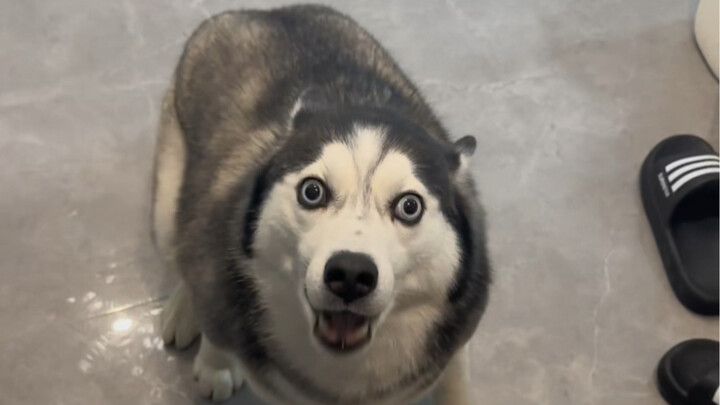 Orang yang memelihara anjing pergi seharian, saat pulang kondisinya seperti sudah sepuluh tahun tak 