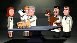 Family Guy: Brian enters dog beauty pageant to win a girl, but is whipped in public