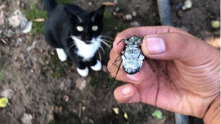 Kucing tidak bisa menangkap jangkrik sampai hampir menangis, tak ada pilihan lain, akhirnya saya yan