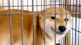 Video collection of cute dogs