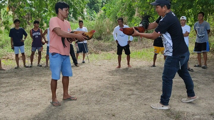 DAYO VS TIGA SA AMIN! LOSS ANG MANOK NANG KAIBIGAN KO!!!
