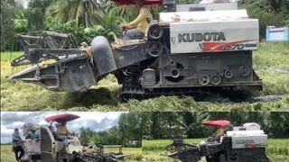 Máy Cắt Lúa KUBOTA dc70 Plus Gặp Đất Lún Lầy,Thêm Sập Như Tấm Gián