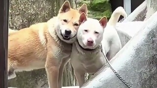 The dog's thoughts are written on his face